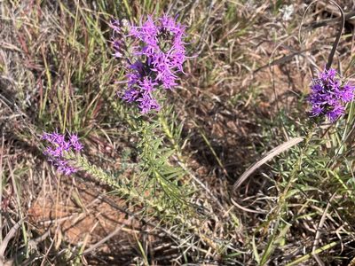 Liatris punctata, photographed by lejones417