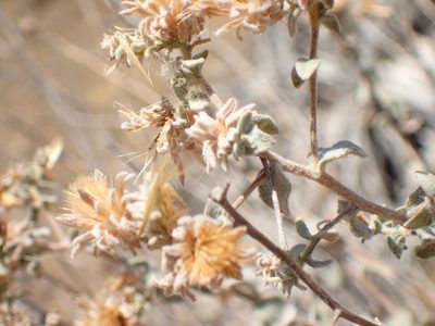 Brickellia nevinii, photographed by George Williams