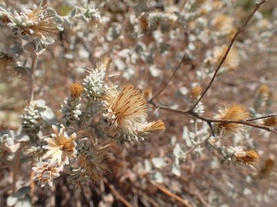 Brickellia nevinii, photographed by George Williams