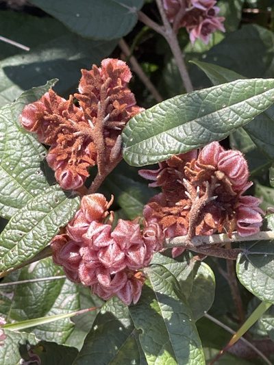 Lasiopetalum macrophyllum, photographed by libby hepburn