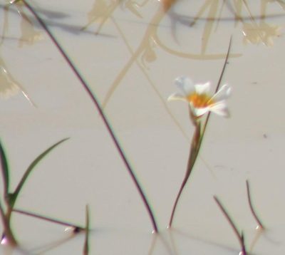 Romulea aquatica, photographed by Jacques van der Merwe