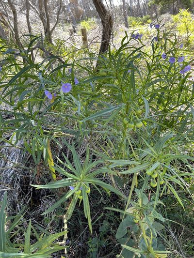 Solanum vescum, photographed by libby hepburn