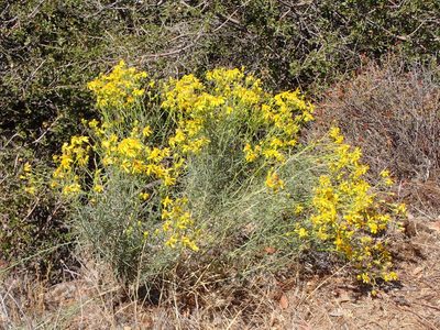 Senecio flaccidus, photographed by George Williams