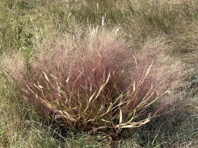 Panicum capillare, photographed by lejones417