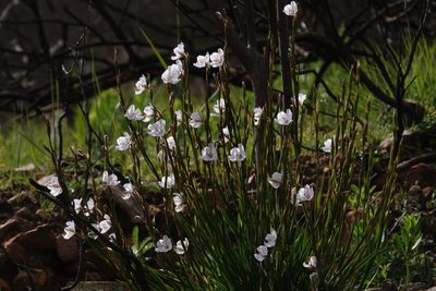 Aristea spiralis, photographed by desertnaturalist
