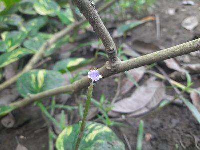 Cyanotis axillaris, photographed by মহা বিদ্রোহী BUT রণ ক্লান্ত