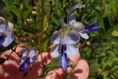 Rotheca myricoides, photographed by Peter Warren