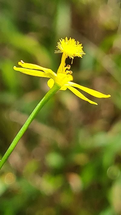 Bulbine semibarbata, photographed by Vale Jenny Conolly