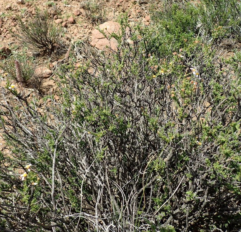 Phymaspermum aciculare, photographed by Nicola van Berkel