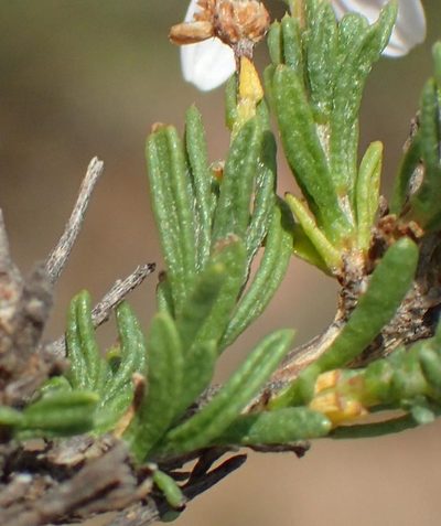 Phymaspermum aciculare, photographed by Nicola van Berkel