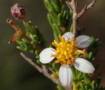 Phymaspermum aciculare, photographed by Nicola van Berkel