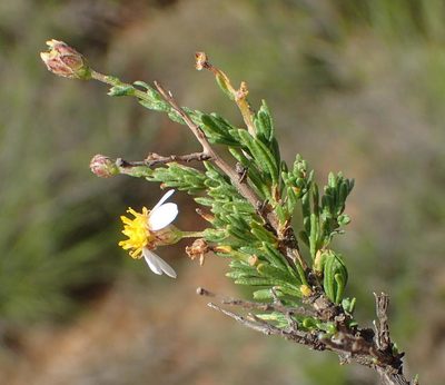 Phymaspermum aciculare, photographed by Nicola van Berkel