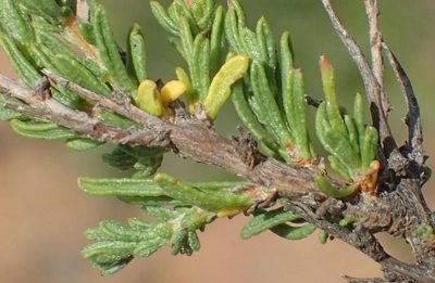 Phymaspermum aciculare, photographed by Nicola van Berkel