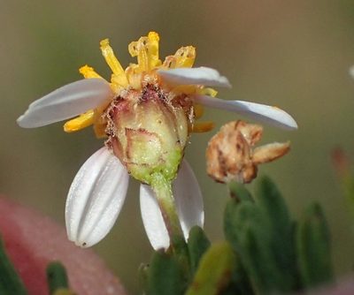 Phymaspermum aciculare, photographed by Nicola van Berkel