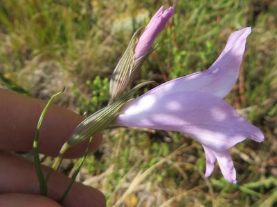 Gladiolus blommesteinii, photographed by linkie