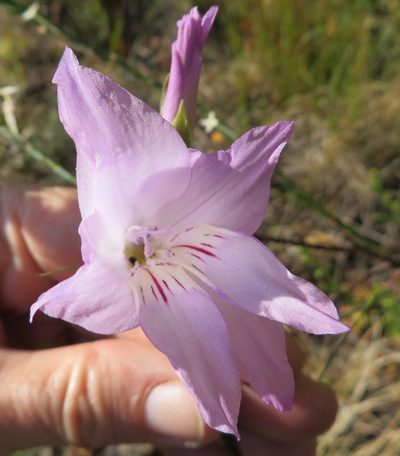 Gladiolus blommesteinii, photographed by linkie
