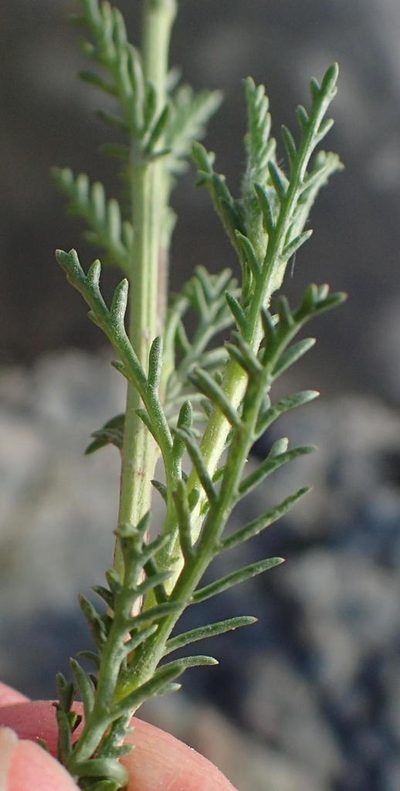 Senecio achilleifolius, photographed by Nicola van Berkel