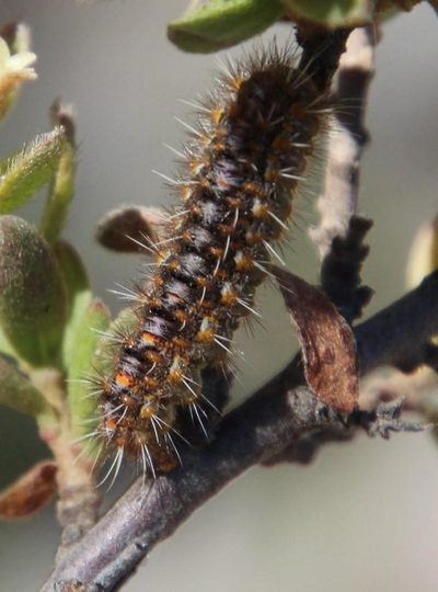 Gnidia spicata, photographed by Tony Rebelo