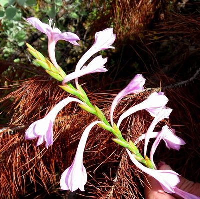 Watsonia knysnana, photographed by Di Turner