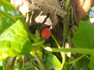 Cucumis maderaspatanus, photographed by মহা বিদ্রোহী BUT রণ ক্লান্ত