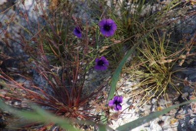 Monopsis debilis, photographed by Tony Rebelo