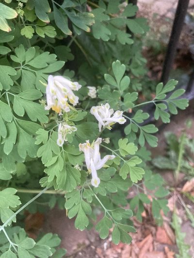 Pseudo-fumaria alba, photographed by Andre Hosper
