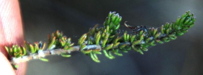 Aspalathus wurmbeana, photographed by Tony Rebelo