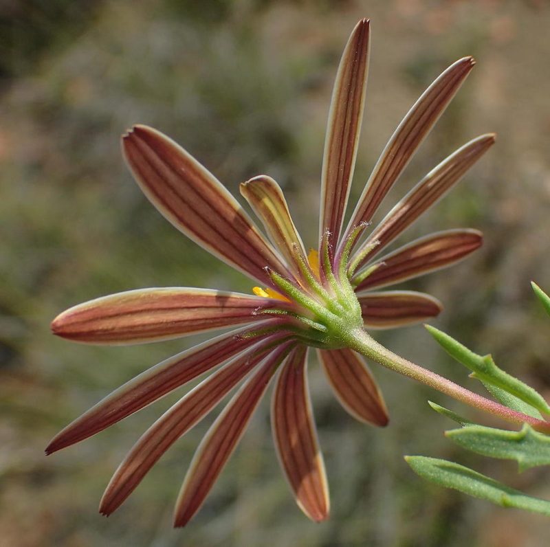 Dimorphotheca zeyheri, photographed by Nicola van Berkel