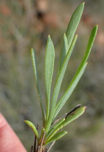 Dimorphotheca zeyheri, photographed by Nicola van Berkel