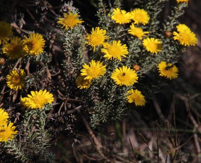 Oedera fruticosa, photographed by Tony Rebelo