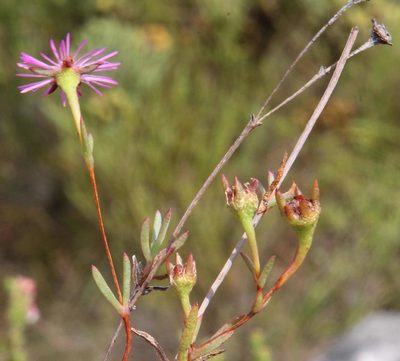 Erepsia gracilis, photographed by Tony Rebelo