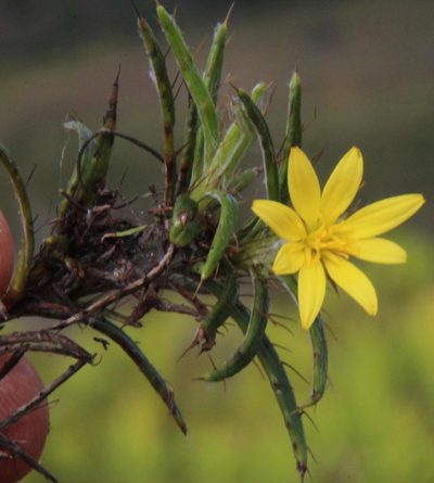 Cullumia aculeata, photographed by Tony Rebelo