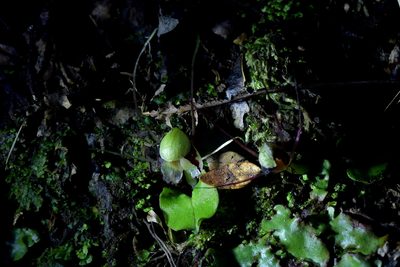 Corybas vitreus, photographed by Christopher Stephens