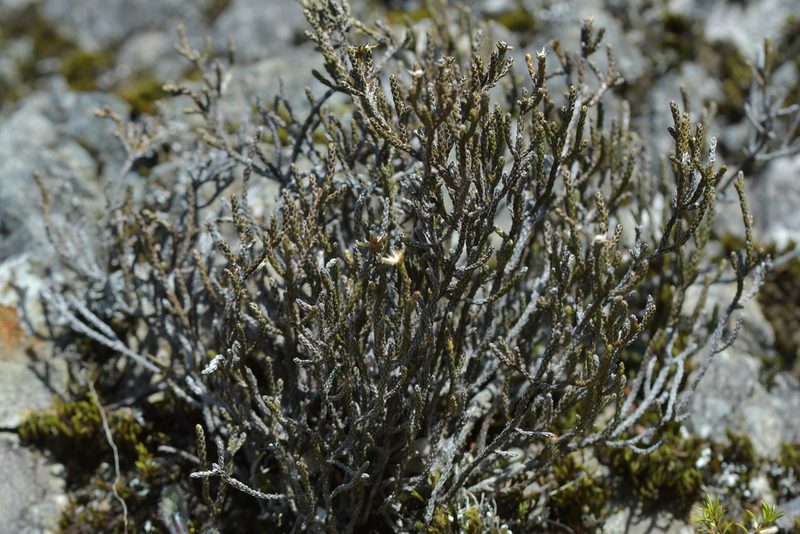 Helichrysum parvifolium, photographed by Christopher Stephens
