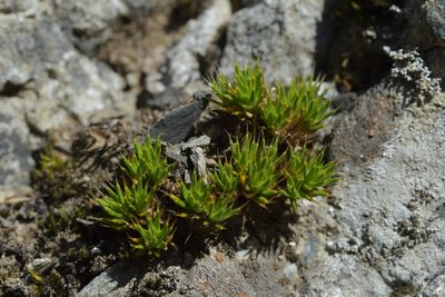 Colobanthus acicularis, photographed by Christopher Stephens