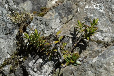 Veronica decumbens, photographed by Christopher Stephens