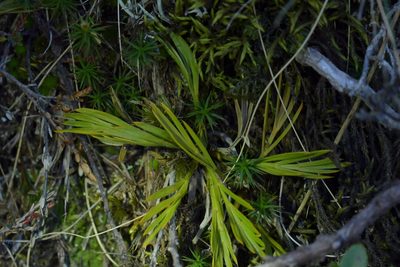 Aciphylla monroi, photographed by Christopher Stephens