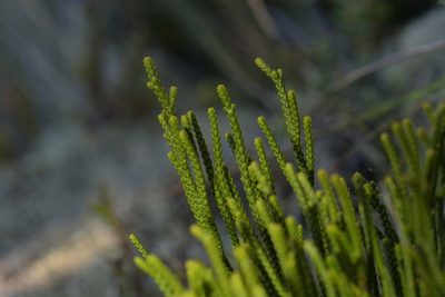 Veronica lycopodioides, photographed by Christopher Stephens