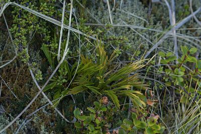 Aciphylla monroi, photographed by Christopher Stephens