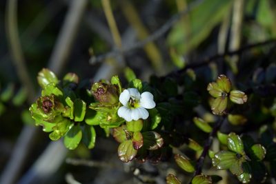 Euphrasia monroi, photographed by Christopher Stephens