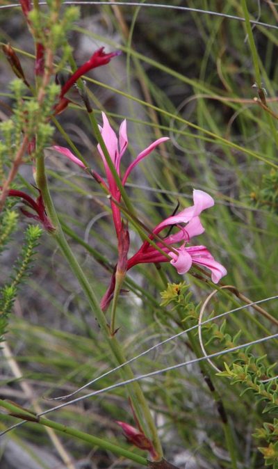 Tritoniopsis revoluta, photographed by Tony Rebelo