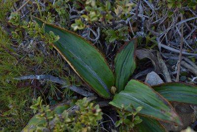 Celmisia traversii, photographed by Christopher Stephens