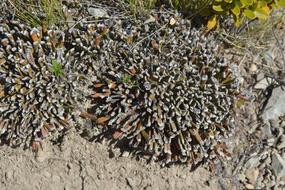 Carmichaelia monroi, photographed by Christopher Stephens
