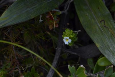 Euphrasia monroi, photographed by Christopher Stephens