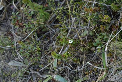 Euphrasia monroi, photographed by Christopher Stephens