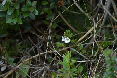 Euphrasia monroi, photographed by Christopher Stephens