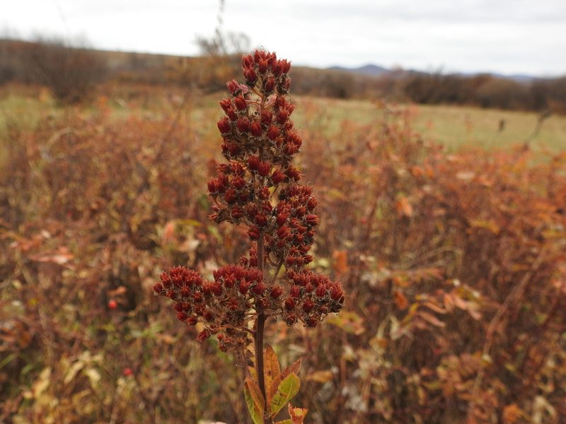Spiraea salicifolia, photographed by Анна Васильченко