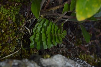 Gingidia montana, photographed by Christopher Stephens