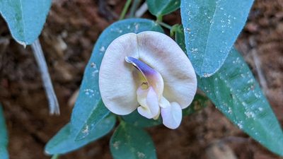 Strophostyles umbellata, photographed by Joseph Aubert
