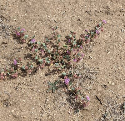 Abronia villosa, photographed by velodrome